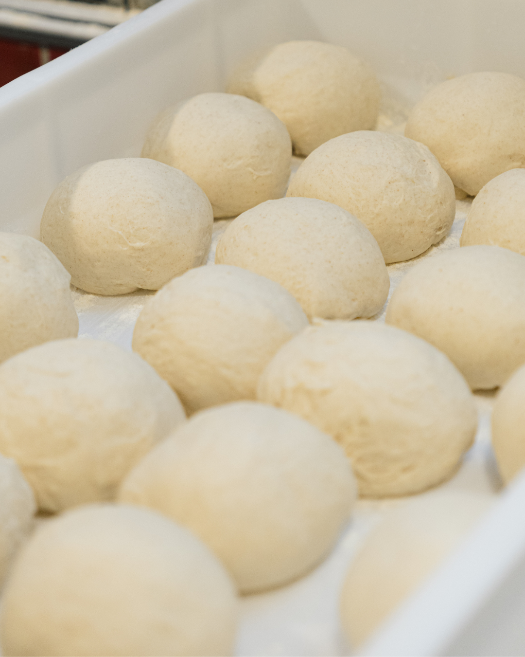 Gros plan sur des boules de pâte fraîchement pétries, reposant dans un bac de transport blanc, prêtes à être étalées pour les Flammekueches.