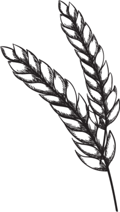 Motif graphique d'épis de céréales sur fond vert, représentant les matières premières de la brasserie Le Tigre.